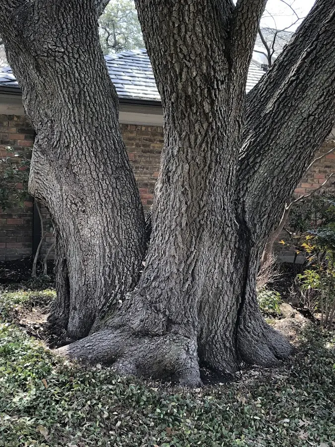 Mature heritage tree close to a Good Hope property cared for by certified arborists