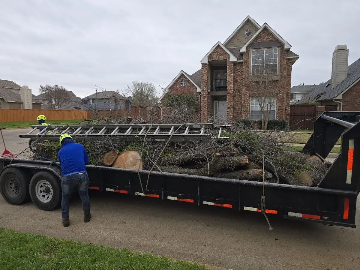 Expert Tree Fertilization with proper safety equipment in Good Hope